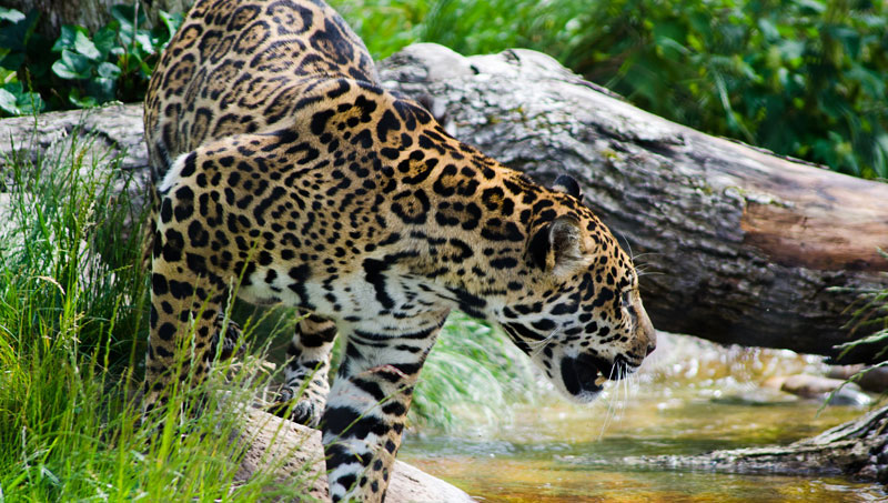 Amazon Jungle Jaguar